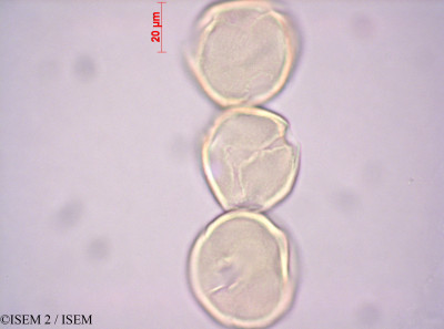 ISEM 2/Cassia_occidentalis_39839/Cassia_occidentalis_39839_0001(copy)_thumb.jpg